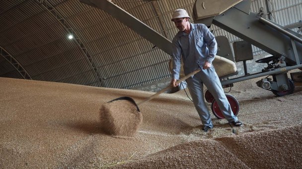 Harvesting wheat on a farm (Photo by Vitaly Timkiv/TASS)